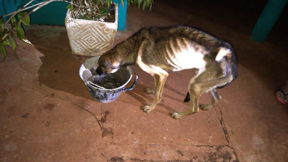 “No tengo tiempo para llevarlos al veterinario”