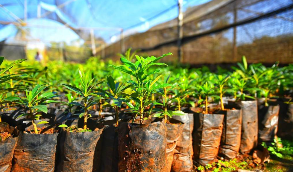 Grave atentado: les colocaron herbicida en el agua y 850 mil plantines están en riesgo