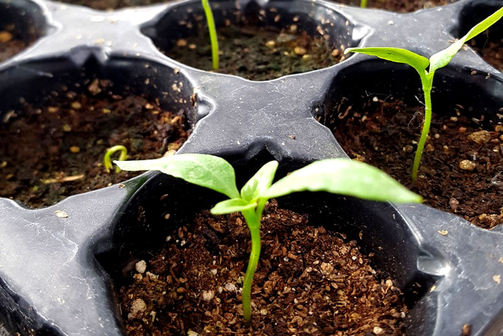 Cómo sembrar y tener plantines de flores y hortalizas en casa