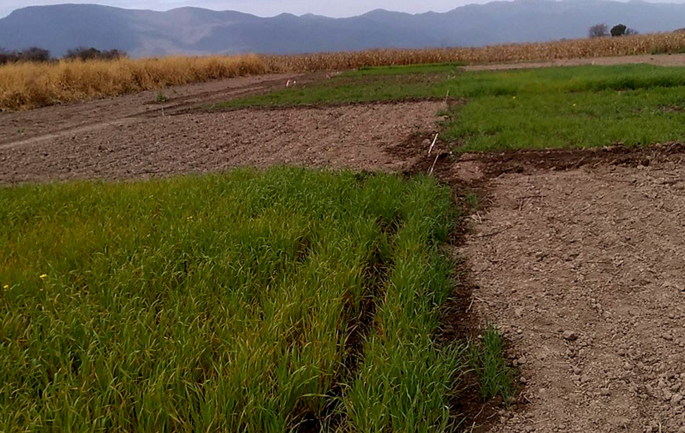 Estrategias para el mejoramiento de suelos degradados