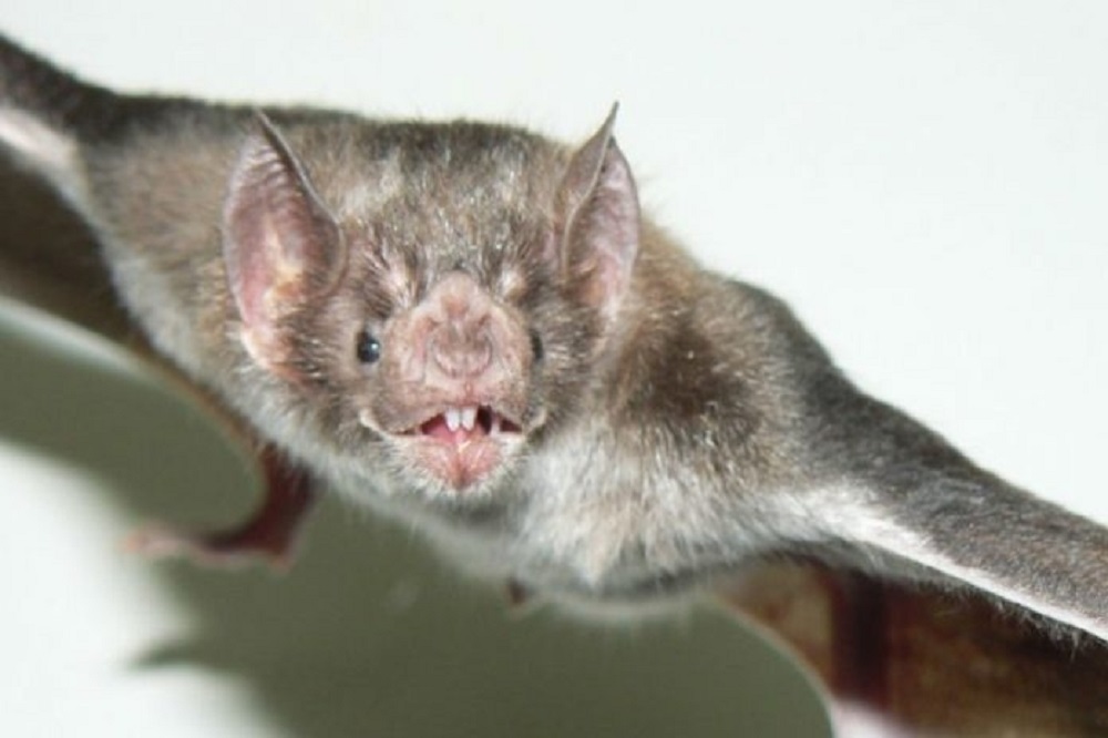 BROTE. La rabia paresiante es una enfermedad epidémica y recurrente causada por el virus rábico transmitido por el vampiro común.