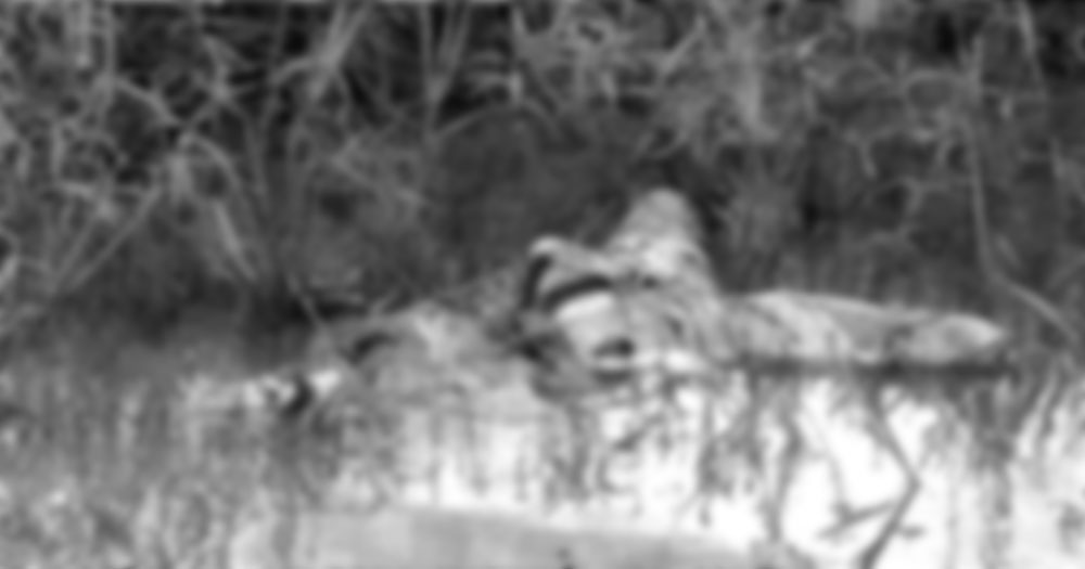 Archivos policiales: El femicidio que se resolvió gracias a una máquina de escribir