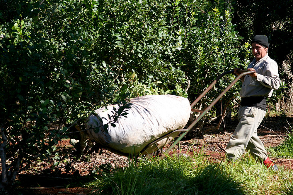 Tras el laudo, ya se pagan $43 por kilo de hoja verde de yerba mate