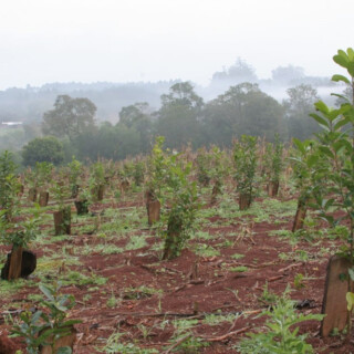 Cada productor podrá incorporar cinco hectáreas nuevas de yerba por año