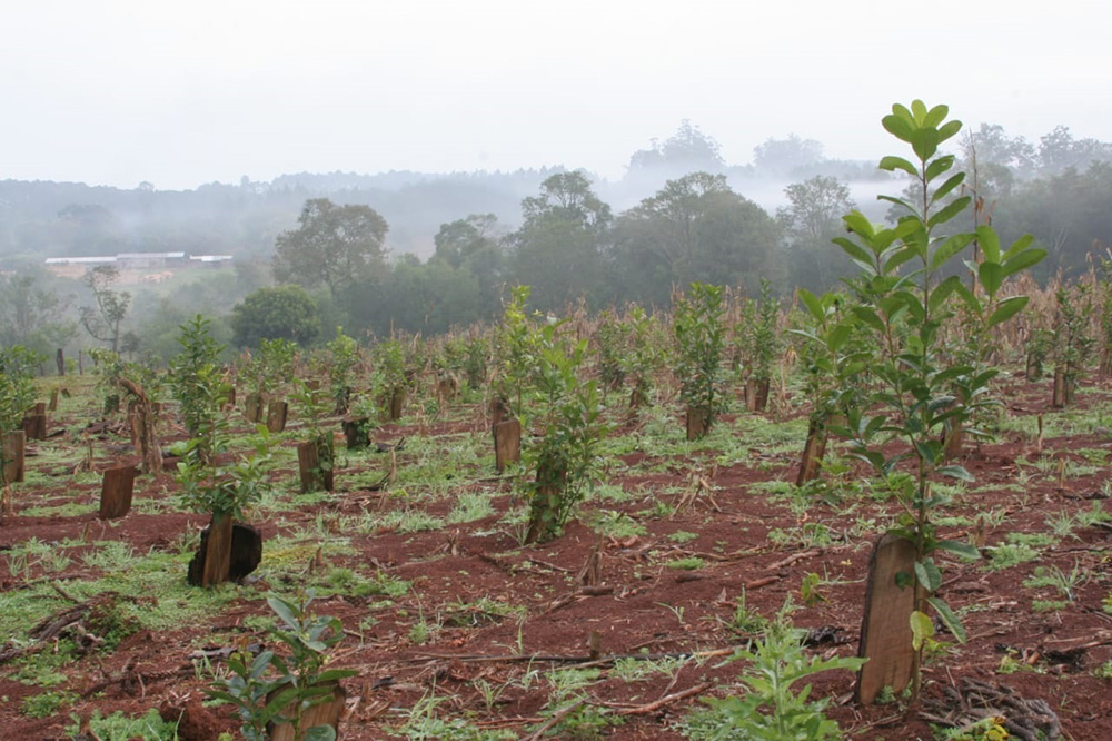 Cada productor podrá incorporar cinco hectáreas nuevas de yerba por año