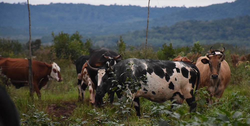 Misiones analizó su plan ganadero con Agricultura de la Nación