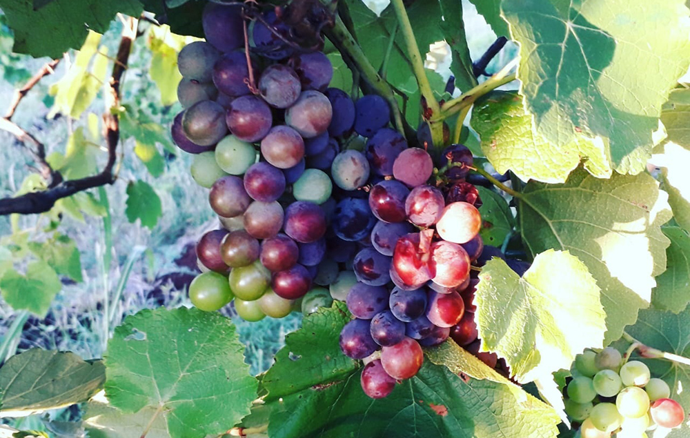 El conversatorio “Vino de las Misiones” se hará el martes 29