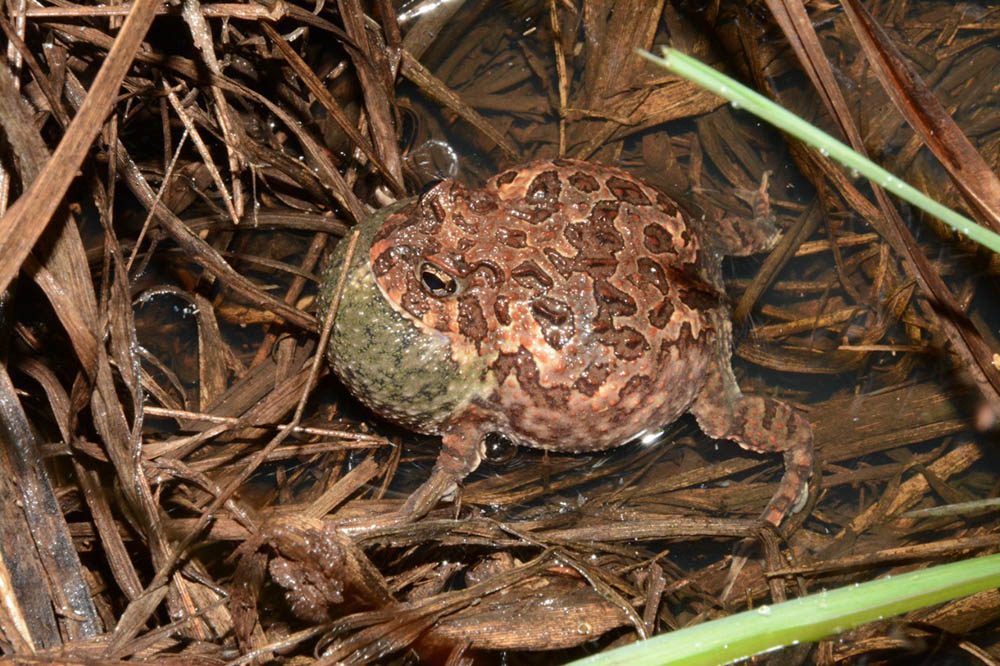 Rana Odontophrynus reigi