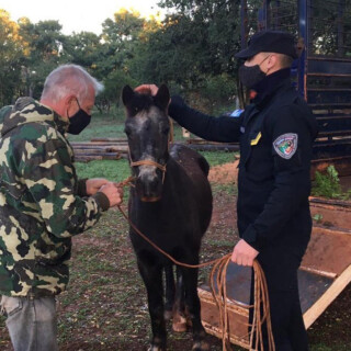 Rescataron de un basural de Miguel Lanús a una yegua joven