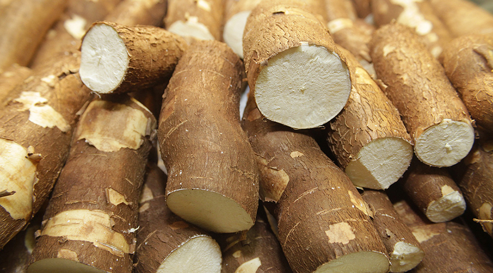 Proyectos misioneros aplicarán tecnología para frenar el hambre