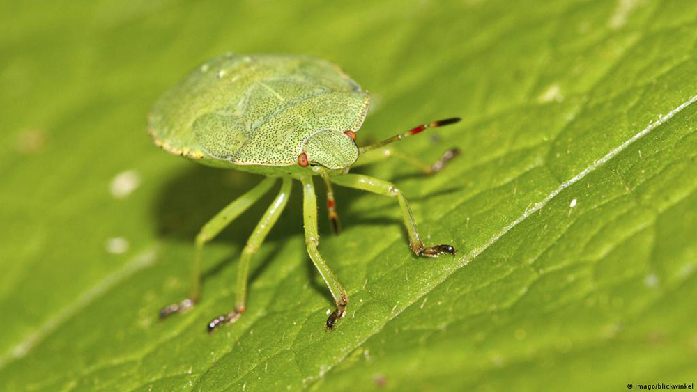 Francia reemplaza los pesticidas por insectos para proteger sus cultivos