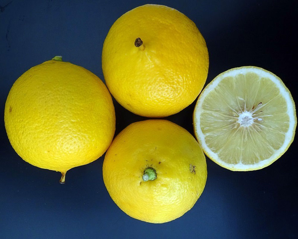 Impulsan la sanidad controlada en la producción de bergamota