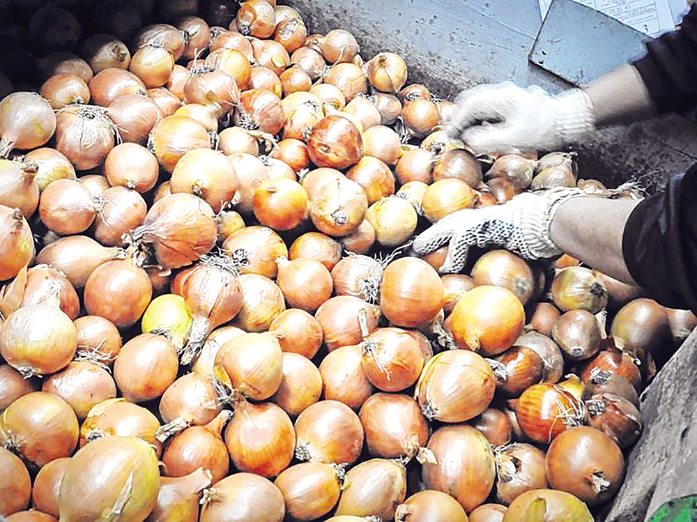 Medida de calidad y sanitaria para exportación de cebollas