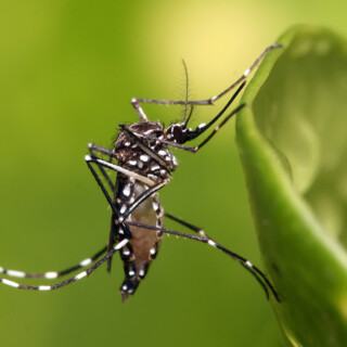 Dengue Aedes aegypti