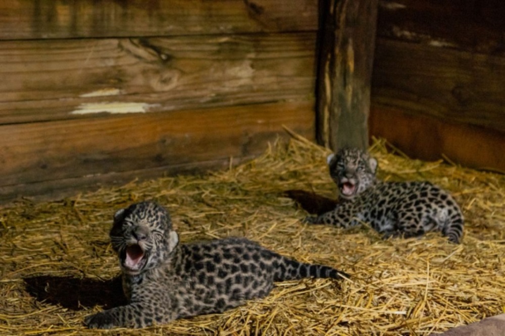 Sorpresa en Corrientes por “cambio de género” de cachorro de yaguareté