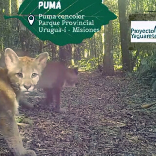 Filmaron a un puma y sus crías paseando por el Parque Provincial Urugua-í