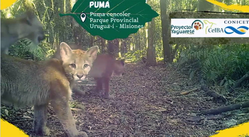 Filmaron a un puma y sus crías paseando por el Parque Provincial Urugua-í