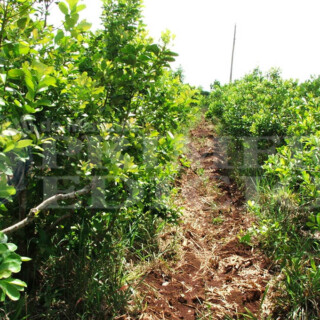 Representante de Asociación Chimiray defendió la resolución