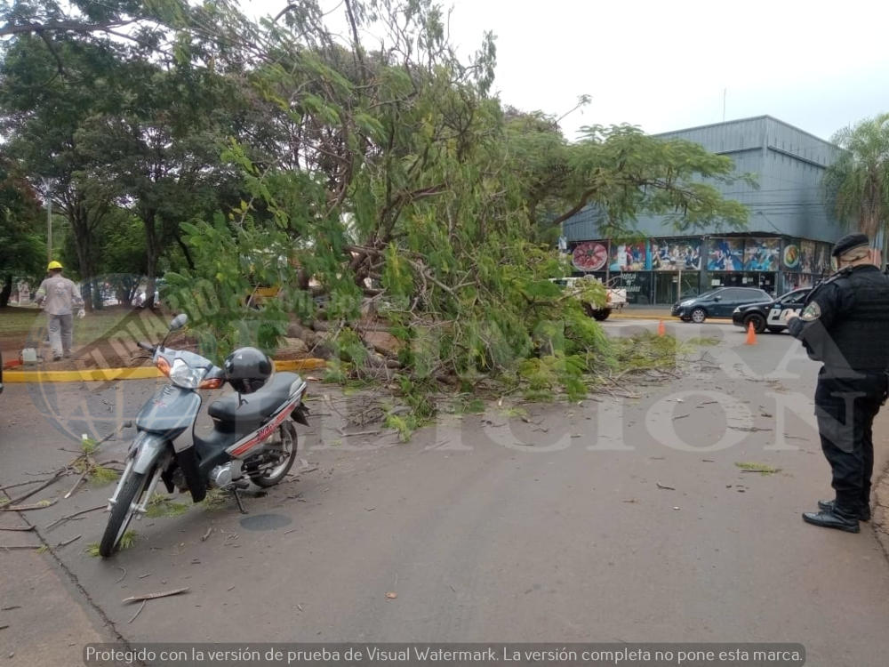 Árbol cayó en el centro de Posadas e hirió a motociclista