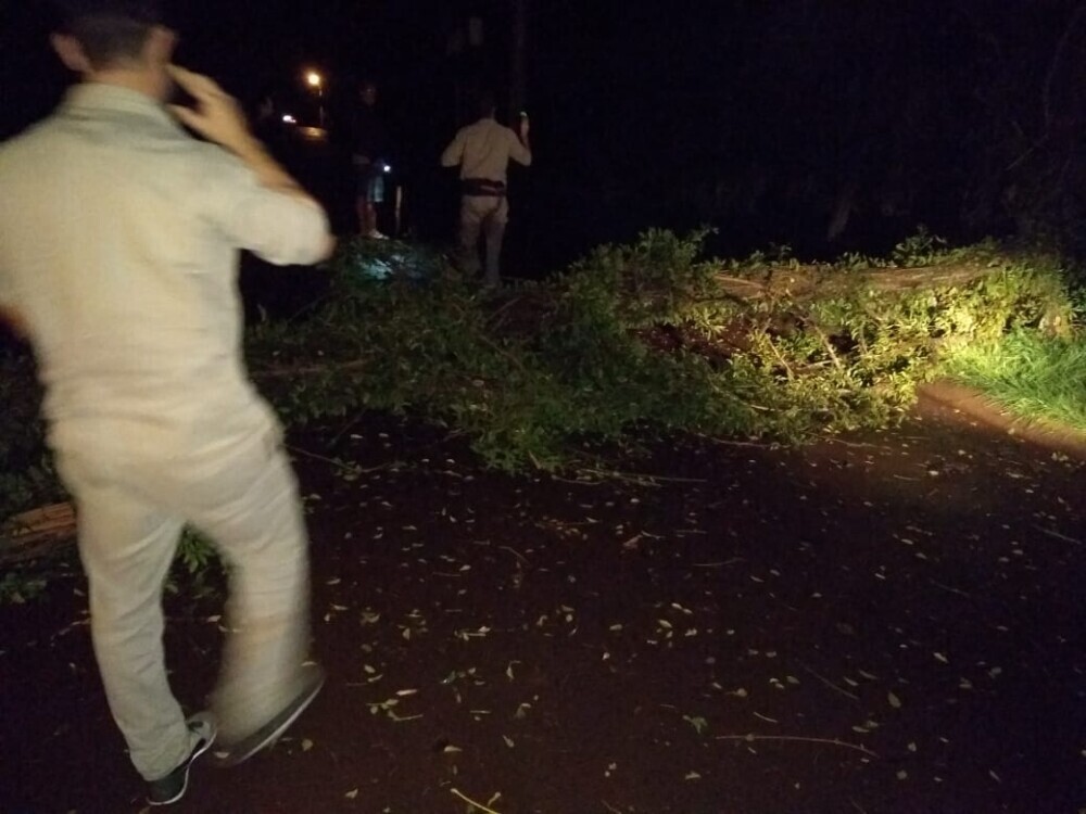 Temporal de lluvia y viento causó caída de árboles y daños a algunas viviendas