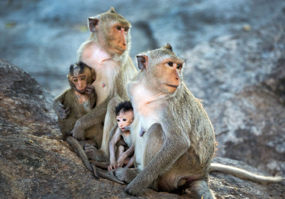 Desde  los monos  a los  ángeles