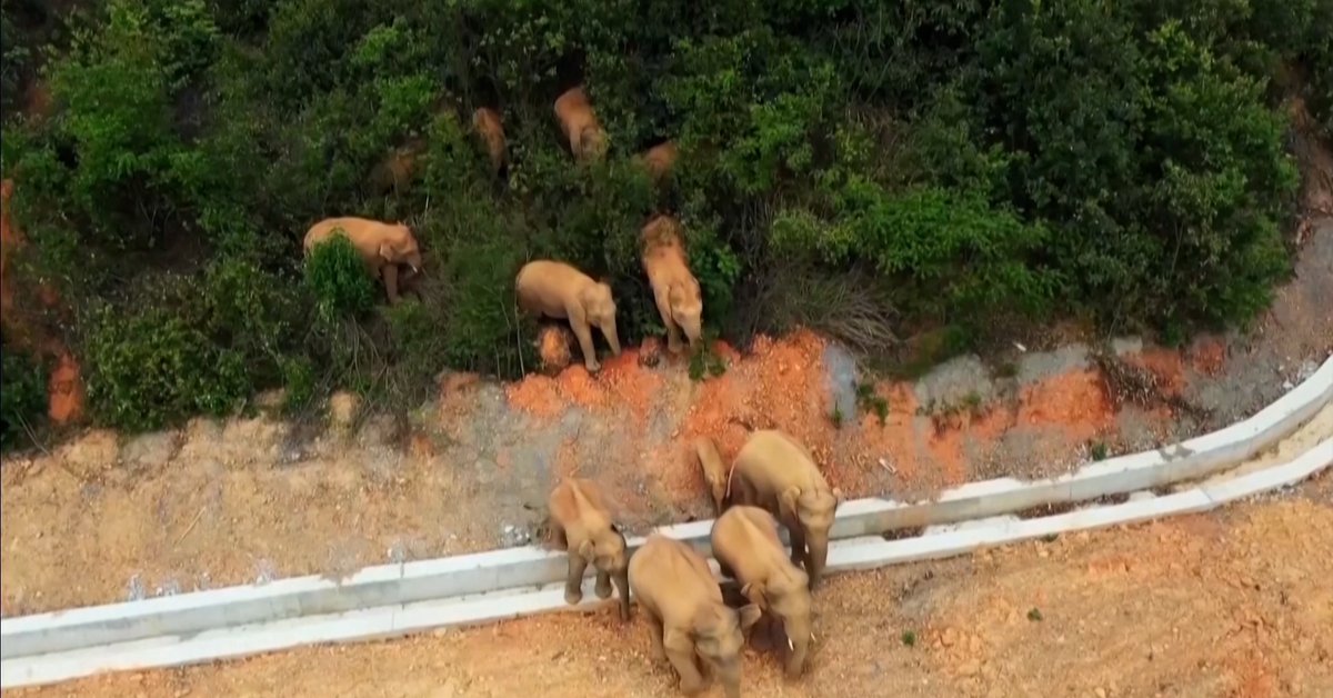 Misteriosa marcha de elefantes recorre China y causa daños millonarios