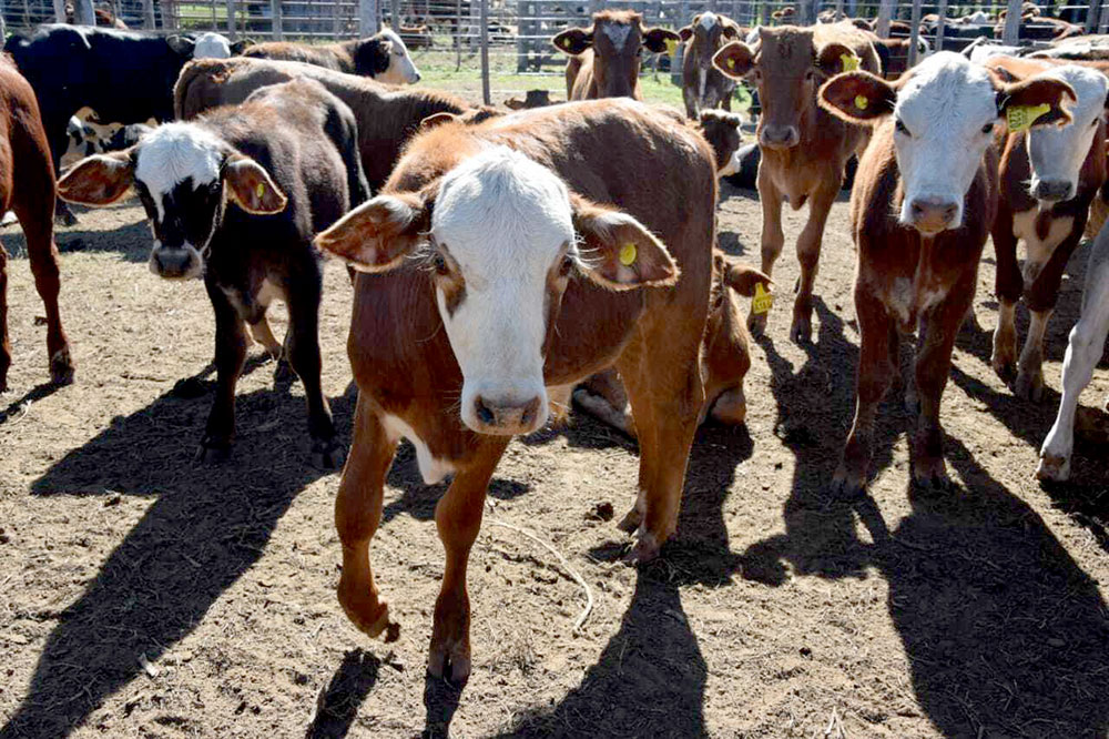 Afirman que remates ganaderos volcaron más de $500 millones