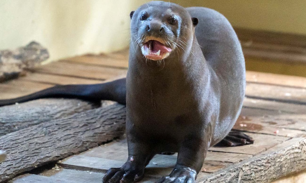 Esteros del Iberá: llegó una nutria gigante para recuperar la especie