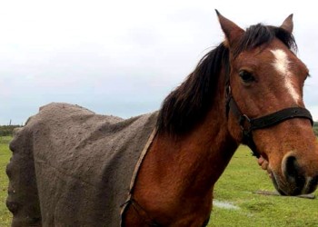 Ponchos para abrigar a los caballos