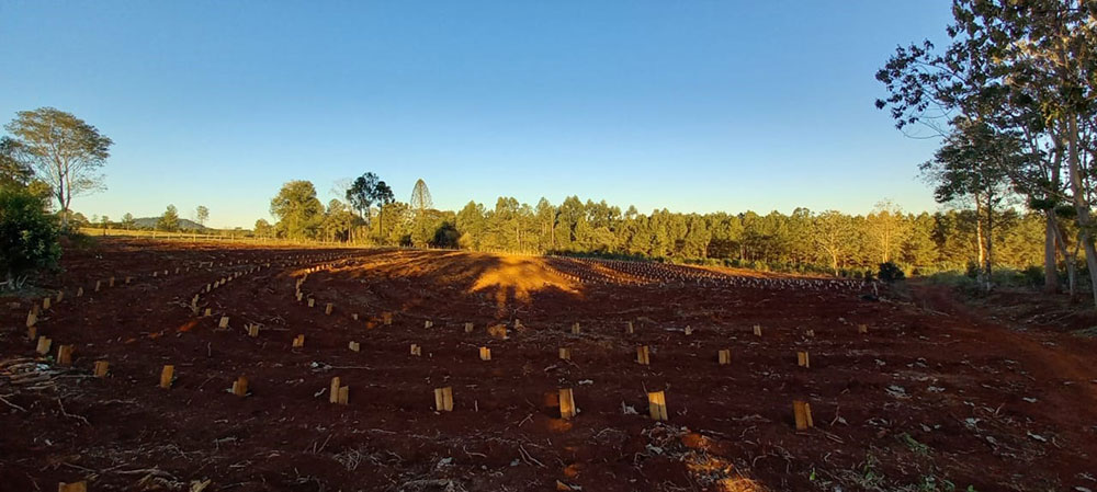 Recomiendan monitorear y regar los plantines de yerba mate