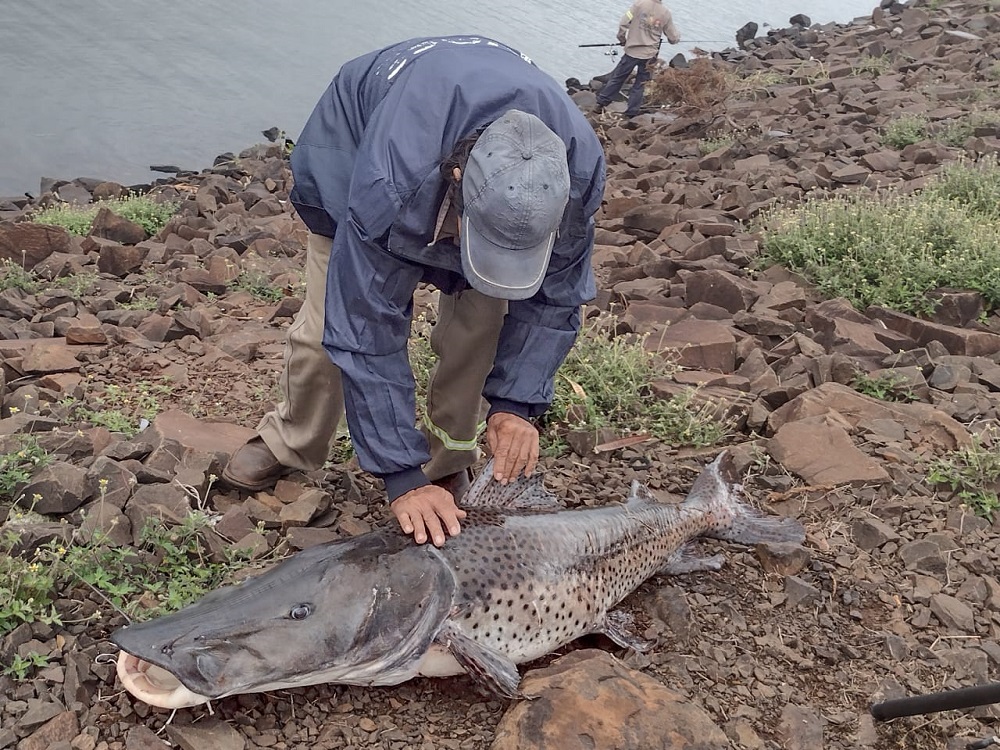 Villa Cabello: pescaron un “enorme” surubí en el arroyo Mártires