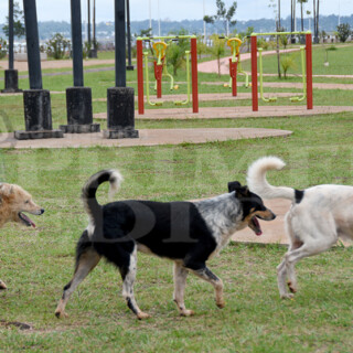 perros potencialmente peligrosos