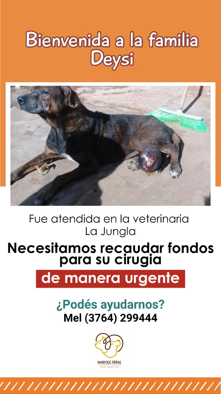 Daysi - Narices Frías