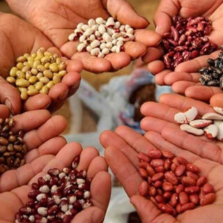 Movimiento por las Semillas Campesinas de Misiones