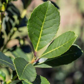 Yerba Mate - “La Resolución 170 del INYM busca evitar una crisis social”