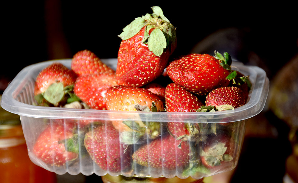 Las frutillas inauguran temporada a 1.200 pesos el kilo en Posadas