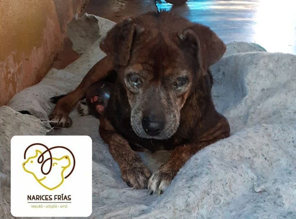 Daysi - Narices Frías