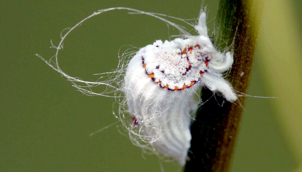 Métodos naturales para  eliminar cochinillas de la huerta