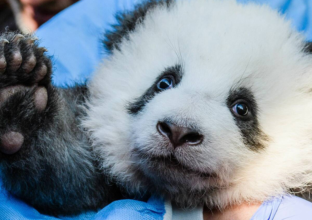 Oso Panda - China
