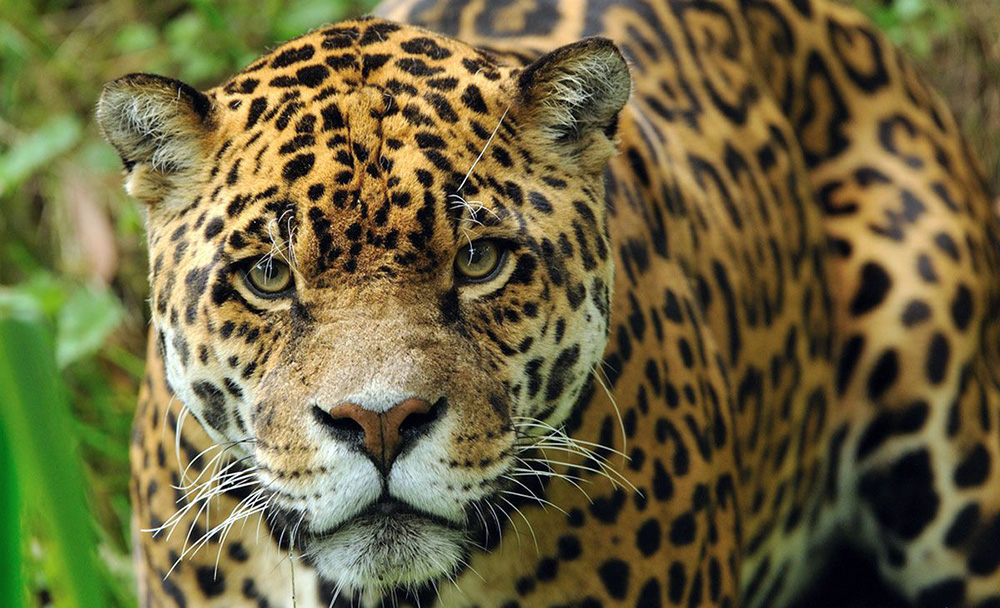 Misiones creará un banco de datos para controlar y proteger la fauna silvestre