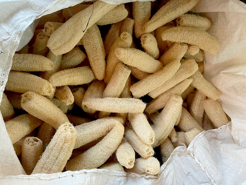 Esponjas: cultivo y elaboración, todo hecho en Misiones