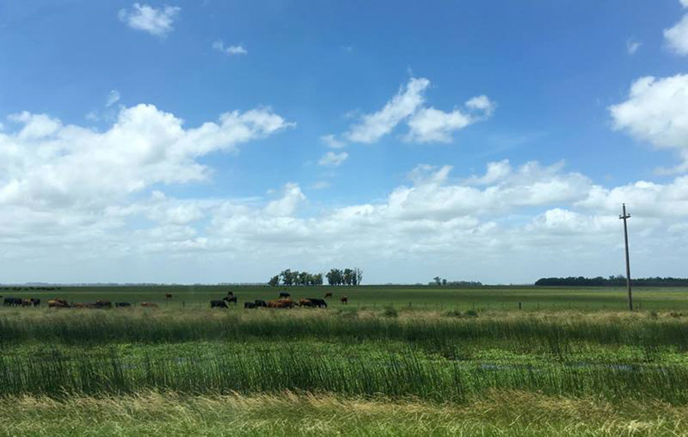 Presentan mapa sobre el uso del suelo en el Pampa Sudamericano