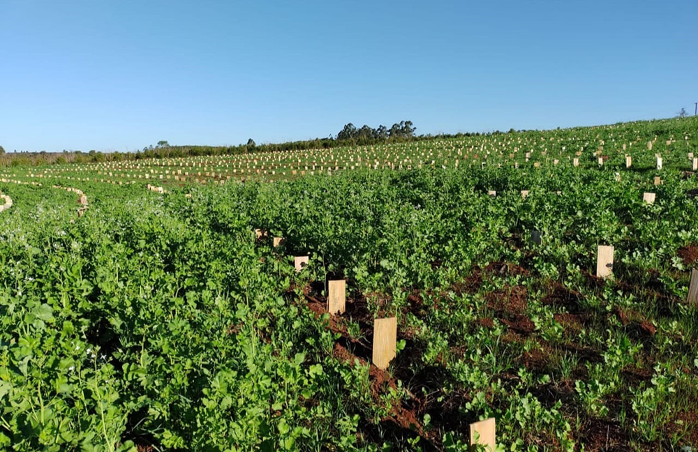Plantaciones Yerba Mate