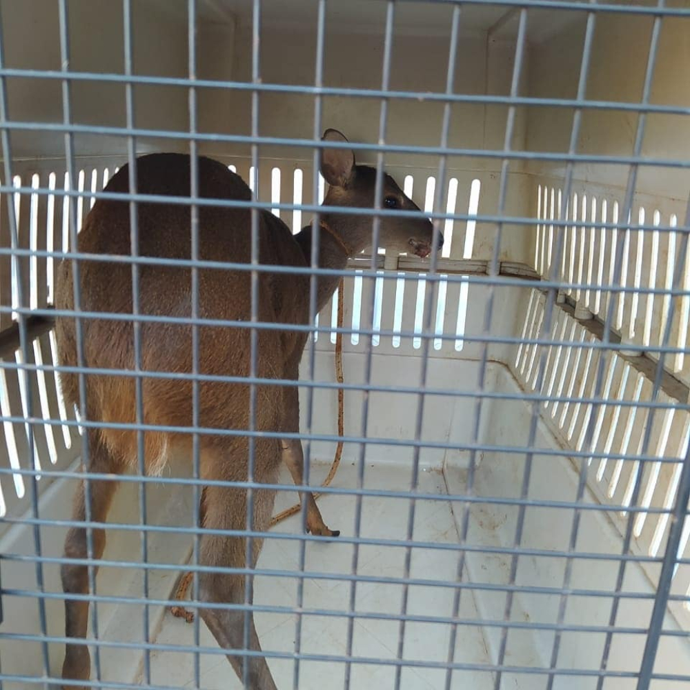 Rescataron y liberaron a un venado desorientado