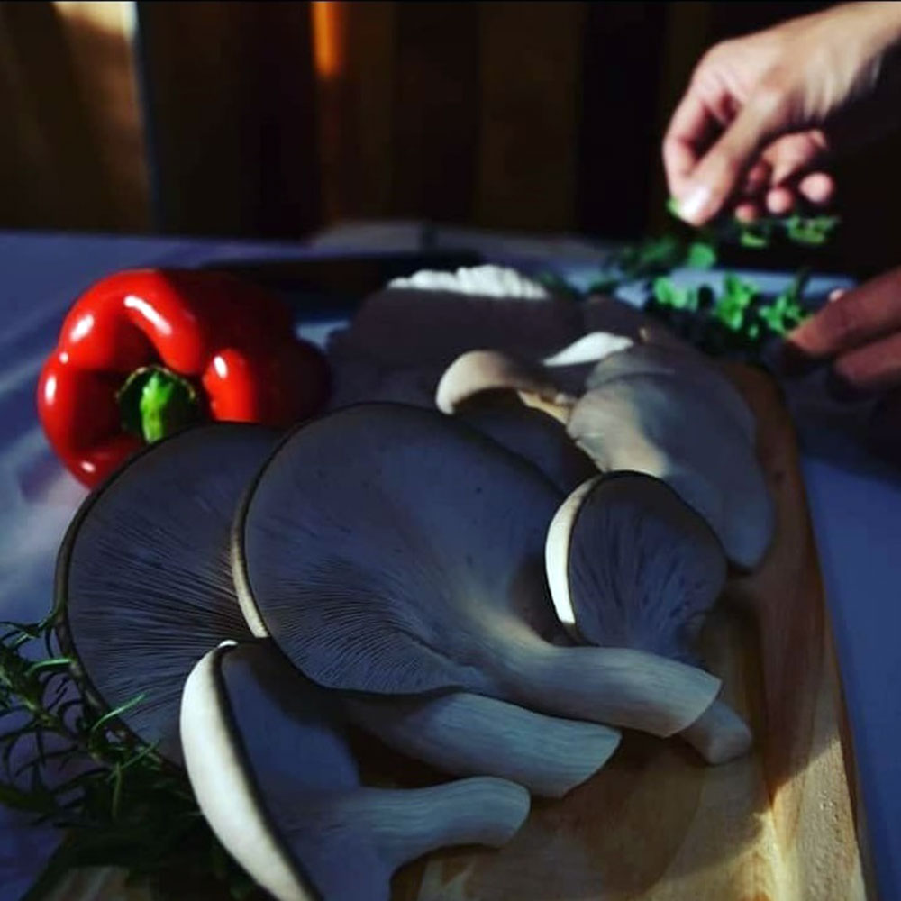 Producen gírgolas en bloques de aserrín y lo venden en Misiones