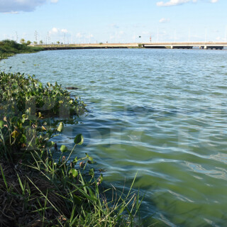 Este verano podrían aparecer nuevamente las cianobacterias