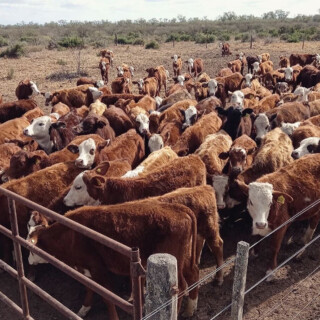 Exportación de carne