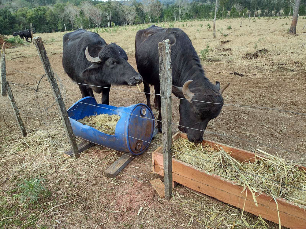 Productores misioneros apuestan a la mejora genética de búfalos