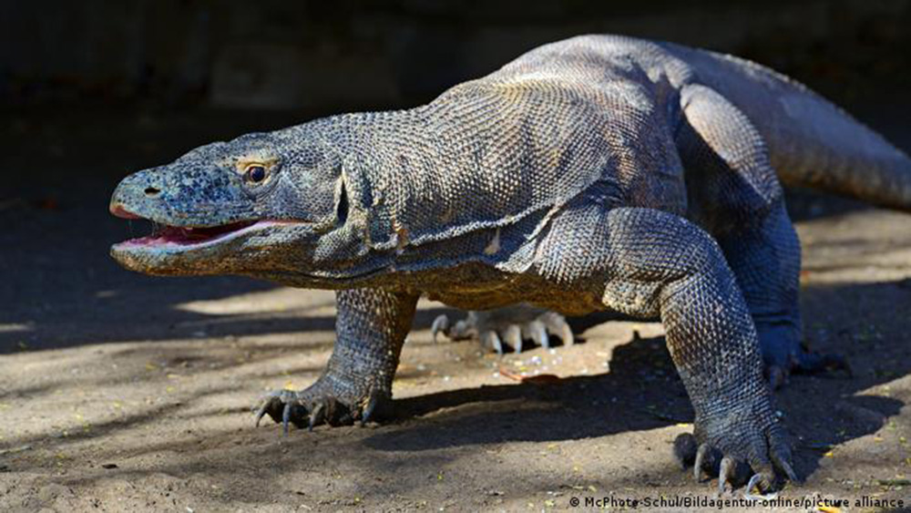 Dragón de Komodo