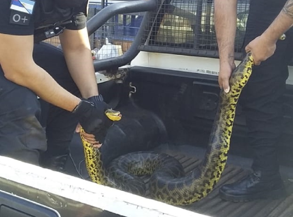 Capturan una serpiente de dos metros y medio en Posadas